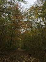 Hundeauslaufgebiet-Vingster Ring (Vingster Berg)-Bild