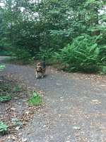 Hundeauslaufgebiet-Vingster Ring (Vingster Berg)-Bild