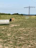 Hundeauslaufgebiet-Hundewiese Herbolzheim-Bild