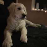 Ersteller:in Genevieve Profilbild