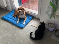 Hund und Katze-Beitrag-Bild