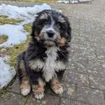 Ersteller:in Karo Profilbild