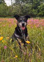 Flohproblematik :(-Beitrag-Bild