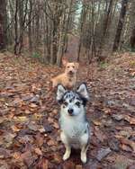 Hundeauslaufgebiet-Meyerspark-Bild