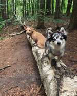 Hundeauslaufgebiet-Meyerspark-Bild