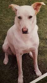 Suchmeldung-Francesco-Bild