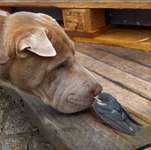 63. Handyfotochallenge   * Nase dran ! *-Beitrag-Bild