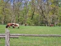 Hundeauslaufgebiet-Schönbusch-Bild