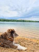 Hundeauslaufgebiet-Hundestrand am Silbersee Niedernberg-Bild