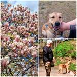 Hundeauslaufgebiet-Hundefreilauffläche Neufferpark-Bild