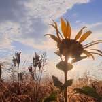 Ersteller:in Inken Profilbild