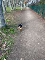 Hundeauslaufgebiet-Alter Friedhof, Kalk Kapellenstraße-Bild