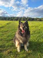 Ab wann macht sich das Alter, bei euren Hunden bemerkbar?-Beitrag-Bild