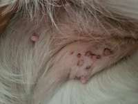 Flecken am Bauch-Beitrag-Bild