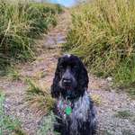 Hundeauslaufgebiet-Rheinwiese Laar-Bild
