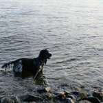 Hundeauslaufgebiet-Rheinwiese Laar-Bild