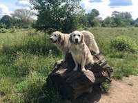 Hundeauslaufgebiet-Hundewiese Witten-Herbede-Bild