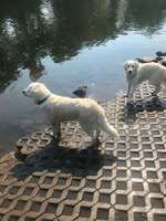 Hundeauslaufgebiet-Hundewiese Witten-Herbede-Bild