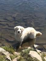 Hundeauslaufgebiet-Hundewiese Witten-Herbede-Bild