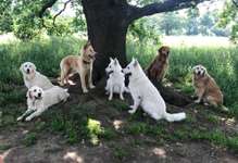Hundeauslaufgebiet-Hundewiese Witten-Herbede-Bild