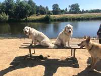 Hundeauslaufgebiet-Hundewiese Witten-Herbede-Bild