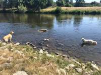 Hundeauslaufgebiet-Hundewiese Witten-Herbede-Bild