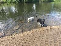 Hundeauslaufgebiet-Hundewiese Witten-Herbede-Bild