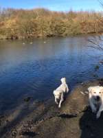 Hundeauslaufgebiet-Harpener Teiche-Bild