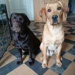 Ersteller:in Laura Sofie Profilbild