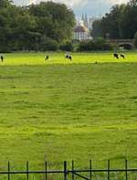 Hundeauslaufgebiet-Bürgerpark-Bild