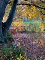 Hundeauslaufgebiet-Höpkens Ruh und Muhles Park-Bild