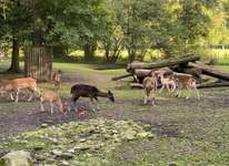 Hundeauslaufgebiet-Bürgerpark-Bild