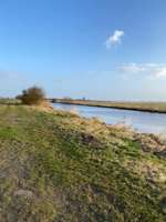 Hundeauslaufgebiet-Hammeufer-Bild