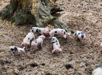 Hundeauslaufgebiet-Bürgerpark-Bild