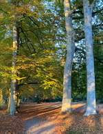 Hundeauslaufgebiet-Höpkens Ruh und Muhles Park-Bild