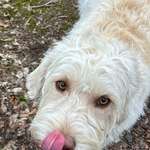 Ersteller:in Iris Profilbild