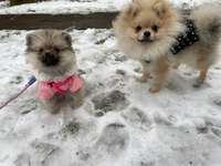 Zwergspitze aus Lübeck und Umgebung-Beitrag-Bild