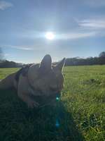 Hundeauslaufgebiet-Merheimer Heide Süd (Höhenberg)-Bild