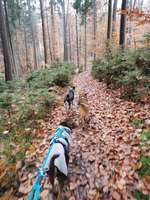 Hundeauslaufgebiet-Jägersteig/Huberussteig-Bild