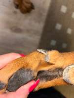 Leben der Kralle steht ab?-Beitrag-Bild