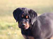 Fotografie / Hundefotografie-Beitrag-Bild