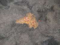 Ist das Blut im Erbrochenen?-Beitrag-Bild