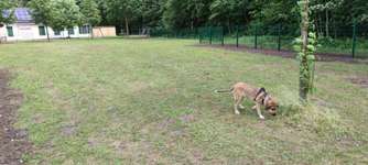 Hundeauslaufgebiet-Stadtpark-Bild