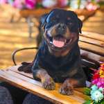 Ersteller:in Mischa Profilbild