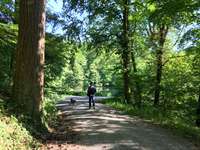 Hundeauslaufgebiet-Kraichsee Sternenfels-Bild