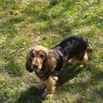 Ständiges Kratzen & Analdrüsenprobleme - Was hat mein Hund?-Beitrag-Bild