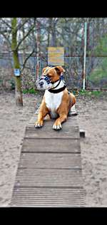 Hundeauslaufgebiet-Rummelsburg-Bild