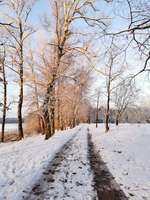 Hundeauslaufgebiet-Wolzenseeplatz-Bild