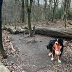 Hundeauslaufgebiet-Kruppwald-Bild