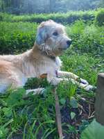 Unser Stinktier Charlie-Beitrag-Bild